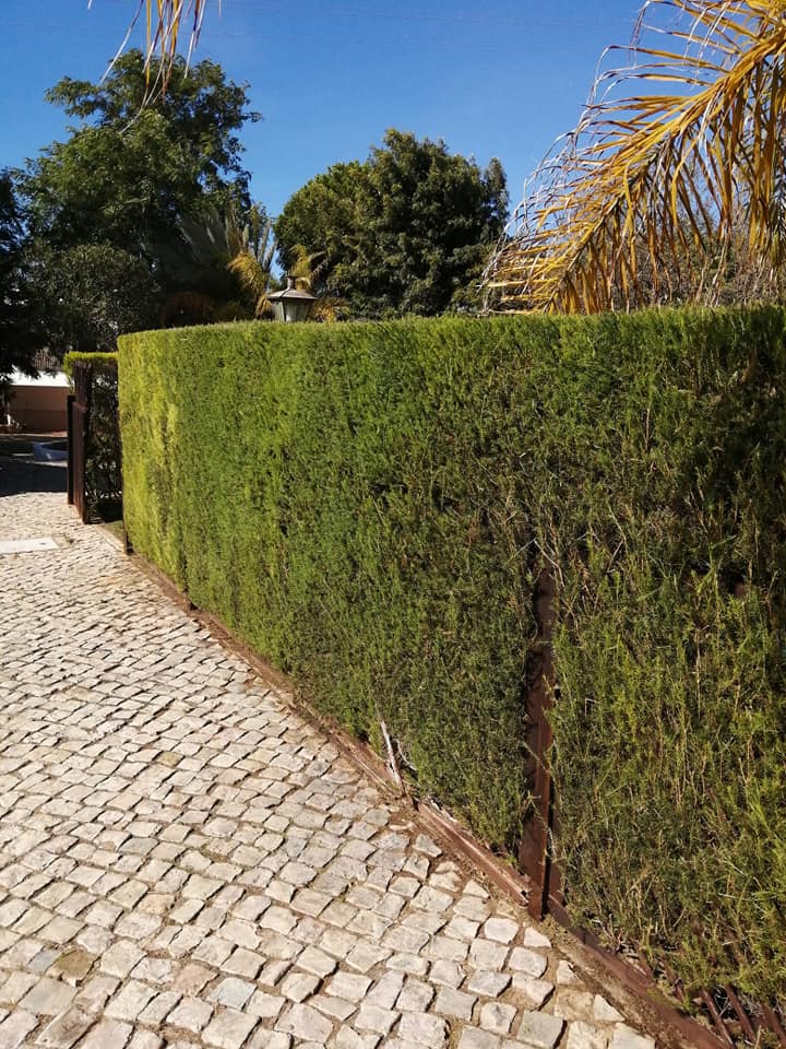 Hedge Cutting & Reduction